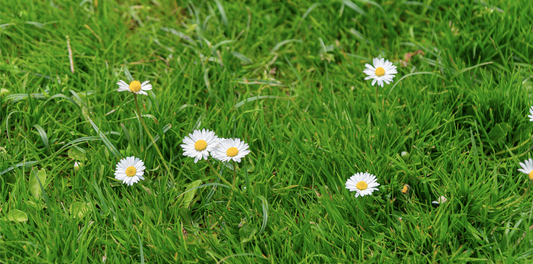 Resilient Like a Blade of Grass